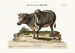الجاموس الهندي الصغير ، 1749-1773