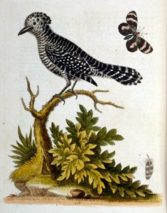 رسم توضيحي بالألوان المائية من كتاب الطيور النادرة لجورج إدواردز 1750. كان جورج إدواردز (1694-1773) عالم طبيعة وعالم طيور بريطاني. سافر على نطاق واسع عبر أوروبا لدراسة التاريخ الطبيعي والطيور على وجه الخصوص. اكتسب بعض التقدير بواسطة جورج إدواردز
