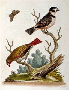 رسم توضيحي بالألوان المائية من كتاب الطيور النادرة لجورج إدواردز 1750. كان جورج إدواردز (1694-1773) عالم طبيعة وعالم طيور بريطاني. سافر على نطاق واسع عبر أوروبا لدراسة التاريخ الطبيعي والطيور على وجه الخصوص. اكتسب بعض التقدير