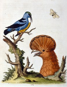 رسم توضيحي بالألوان المائية من كتاب الطيور النادرة لجورج إدواردز 1750. كان جورج إدواردز (1694-1773) عالم طبيعة وعالم طيور بريطاني. سافر على نطاق واسع عبر أوروبا لدراسة التاريخ الطبيعي والطيور على وجه الخصوص. اكتسب بعض التقدير
