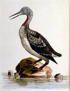 رسم توضيحي بالألوان المائية من كتاب الطيور النادرة لجورج إدواردز 1750. كان جورج إدواردز (1694-1773) عالم طبيعة وعالم طيور بريطاني. سافر على نطاق واسع عبر أوروبا لدراسة التاريخ الطبيعي والطيور على وجه الخصوص. اكتسب بعض التقدير