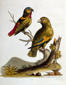 رسم توضيحي بالألوان المائية من كتاب الطيور النادرة لجورج إدواردز 1750. كان جورج إدواردز (1694-1773) عالم طبيعة وعالم طيور بريطاني. سافر على نطاق واسع عبر أوروبا لدراسة التاريخ الطبيعي والطيور على وجه الخصوص. اكتسب بعض التقدير بواسطة جورج إدواردز