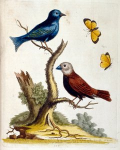 رسم توضيحي بالألوان المائية من كتاب الطيور النادرة لجورج إدواردز 1750. كان جورج إدواردز (1694-1773) عالم طبيعة وعالم طيور بريطاني. سافر على نطاق واسع عبر أوروبا لدراسة التاريخ الطبيعي والطيور على وجه الخصوص. اكتسب بعض التقدير