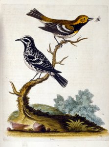 رسم توضيحي بالألوان المائية من كتاب الطيور النادرة لجورج إدواردز 1750. كان جورج إدواردز (1694-1773) عالم طبيعة وعالم طيور بريطاني. سافر على نطاق واسع عبر أوروبا لدراسة التاريخ الطبيعي والطيور على وجه الخصوص. اكتسب بعض التقدير بواسطة George Edwards