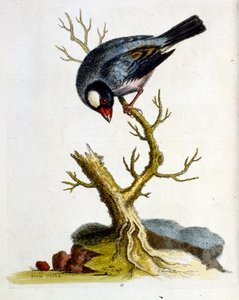 رسم توضيحي بالألوان المائية من كتاب الطيور النادرة لجورج إدواردز 1750. كان جورج إدواردز (1694-1773) عالم طبيعة وعالم طيور بريطاني. سافر على نطاق واسع عبر أوروبا لدراسة التاريخ الطبيعي والطيور على وجه الخصوص. اكتسب بعض التقدير بواسطة جورج إدواردز