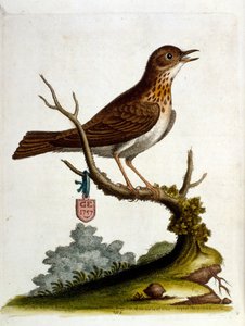 رسم توضيحي بالألوان المائية من كتاب الطيور النادرة لجورج إدواردز 1750. كان جورج إدواردز (1694-1773) عالم طبيعة وعالم طيور بريطاني. سافر على نطاق واسع عبر أوروبا لدراسة التاريخ الطبيعي والطيور على وجه الخصوص. اكتسب بعض التقدير