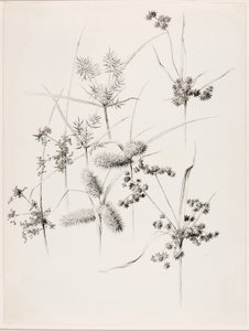 بدون عنوان (أعشاب سيج (Sedge Grasses) بواسطة جورج إلبرت بور