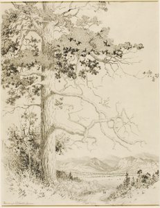 بدون عنوان (رسم نقل لـ أولد باين ، إستس بارك)