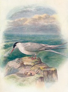 القطب الشمالي Tern - Sterna macrura ، c1910 ، 1910 بواسطة جورج جيمس رانكين