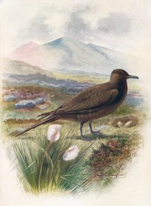 القطب الشمالي أو ريتشاردسون سكوا - Stercorarins crepidalus ، c1910 ، 1910 بواسطة جورج جيمس رانكين