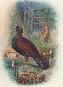 Capercaillie ، c1910 ، 1910 بواسطة جورج جيمس رانكين