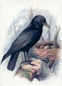 كاريون كرو - Corvus corone ، c1910 ، 1910 بواسطة جورج جيمس رانكين