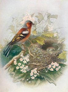 Chaffinch - البكالوريوس المفضل ، c1910 ، 1910 بواسطة جورج جيمس رانكين