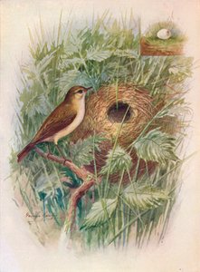 شيف شاف - Phylloscopus rufus ، c1910 ، 1910 بواسطة جورج جيمس رانكين