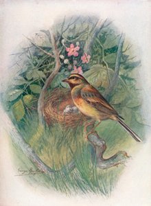 Cirl-Bunting - Emberiza cirlus، c1910، 1910 بواسطة جورج جيمس رانكين