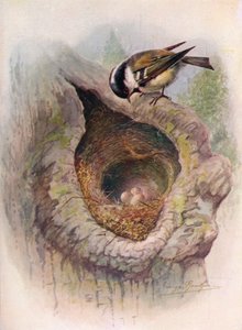 الفحم الحلمه - Parus ater ، c1910 ، 1910 بواسطة جورج جيمس رانكين