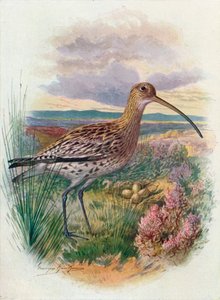 Curlew - Numenius arquata ، c1910 ، 1910 بواسطة جورج جيمس رانكين