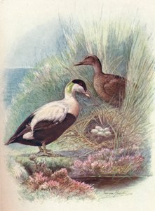 Eider-Duck - Somateria mollissima، c1910، 1910 بواسطة جورج جيمس رانكين