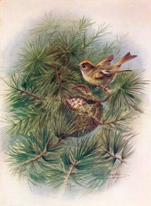 Goldcrest - Regulus cristatus ، c1910 ، 1910 بواسطة جورج جيمس رانكين