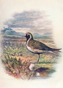 Golden Plover - Charadrius pluvialis ، c1910 ، 1910 بواسطة جورج جيمس رانكين