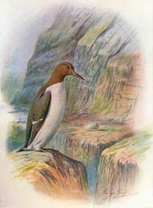 Guillemot - Uria troile، c1910، 1910 بواسطة جورج جيمس رانكين