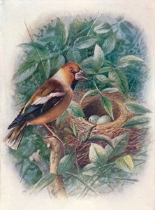 Hawfinch - Coccothraustes vulgaris ، c1910 ، 1910 بواسطة جورج جيمس رانكين