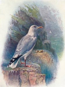 رنجة نور - Larus argentatus ، c1910 ، 1910 بواسطة جورج جيمس رانكين