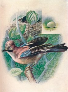 جاي- Garrulus glandarius ، c1910 ، 1910 بواسطة جورج جيمس رانكين