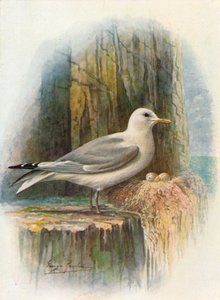 Kittiwake - Rissa tridactyla ، c1910 ، 1910 بواسطة جورج جيمس رانكين