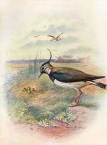 Lapwing أو Peewit - Vnellus vulgaris ، c1910 ، 1910 بواسطة جورج جيمس رانكين