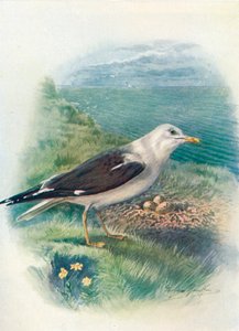 نورس ذو خلفية سوداء أقل - Larus fuscus، c1910، 1910 بواسطة جورج جيمس رانكين