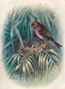 Redpoll الصغرى - Linota rufescens ، c1910 ، 1910 بواسطة جورج جيمس رانكين