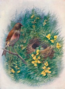 Linnet - Linota cannabina ، c1910 ، 1910 بواسطة جورج جيمس رانكين