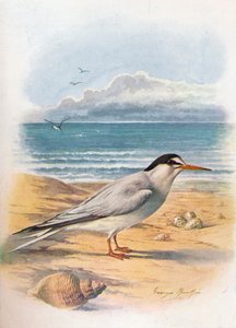 Little Tern - Sterna minuta، c1910، 1910 بواسطة جورج جيمس رانكين
