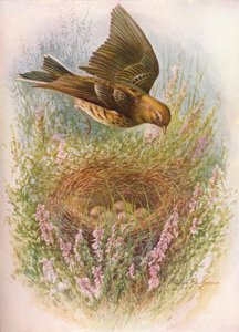 Meadow-Pipit or Titlark - Anthus pratensis ، c1910 ، 1910 بواسطة جورج جيمس رانكين