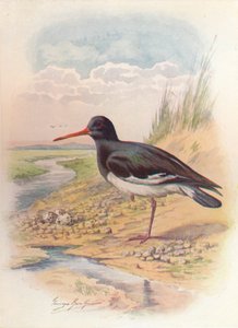 أويستر كاتشر - Haematopus ostralegus ، c1910 ، 1910 بواسطة جورج جيمس رانكين