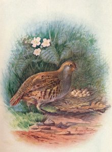 الحجل - Perdix cinerea ، c1910 ، 1910 بواسطة جورج جيمس رانكين