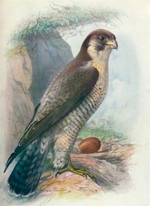 Peregrine Falcon - Falco peregrinus، c1910، 1910 بواسطة جورج جيمس رانكين