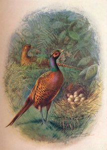 الدراج - Phasianus colchicus ، c1910 ، 1910 بواسطة جورج جيمس رانكين