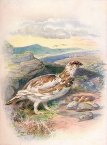 Ptarmigan - Lagopus الكلام ، c1910 ، 1910 بواسطة جورج جيمس رانكين
