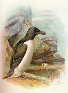 Razorbill - Alca torda، c1910، 1910 بواسطة جورج جيمس رانكين
