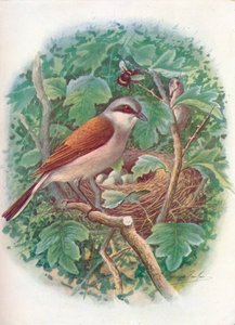 الصرد الأحمر المدعوم - Lanius collurio ، c1910 ، 1910 بواسطة جورج جيمس رانكين