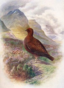 Red Grouse - Lagopus scoticus ، c1910 ، 1910 بواسطة جورج جيمس رانكين