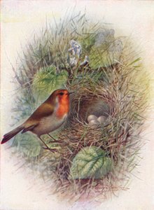 Redbreast or Robin - Ethiophacus rubecula، c1910، 1910 بواسطة جورج جيمس رانكين