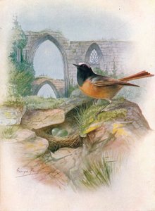 ريدستارت - Ruticilla phoenicurus ، c1910 ، 1910 بواسطة جورج جيمس رانكين