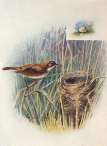 Reed-Warbler - Acrocephalus Streperus ، C1910 ، 1910 بواسطة جورج جيمس رانكين