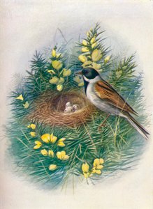 Reed Bunting - Embriza schoeniclus، c1910، 1910 بواسطة جورج جيمس رانكين