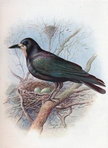Rook - Corvus frugilegus ، c1910 ، 1910 بواسطة جورج جيمس رانكين