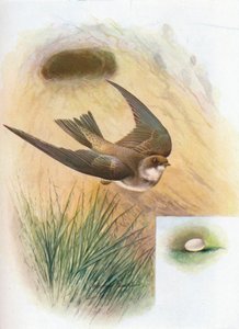 Sand-Martin - Cotile riparia ، c1910 ، 1910 بواسطة جورج جيمس رانكين