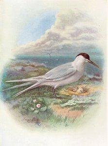 ساندويتش تيرن - ستيرنا كانتياكا ، c1910 ، 1910 بواسطة جورج جيمس رانكين